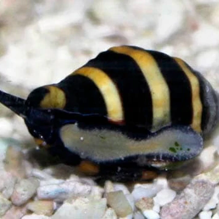 Engina Mendicaria  1
