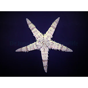 Archaster Typicus