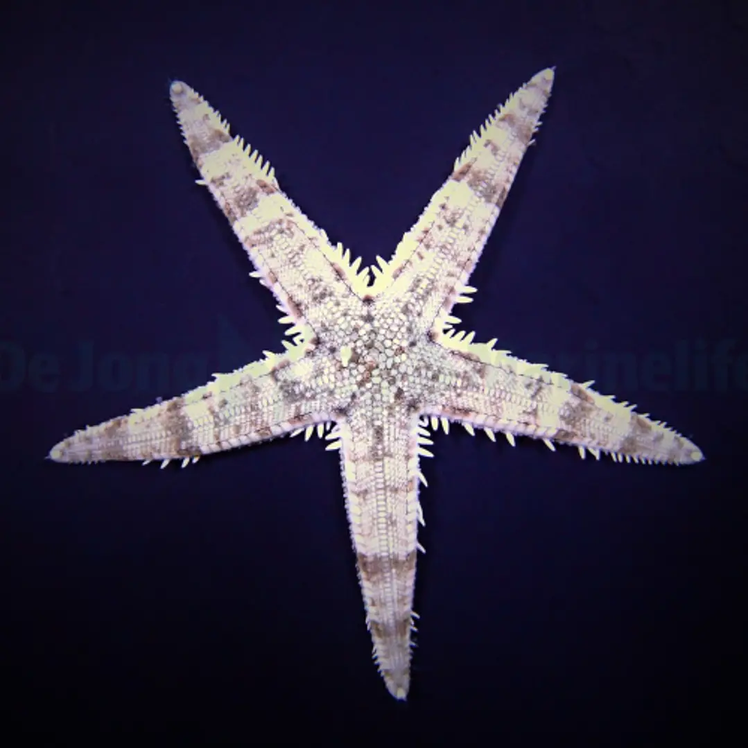 Archaster Typicus 1