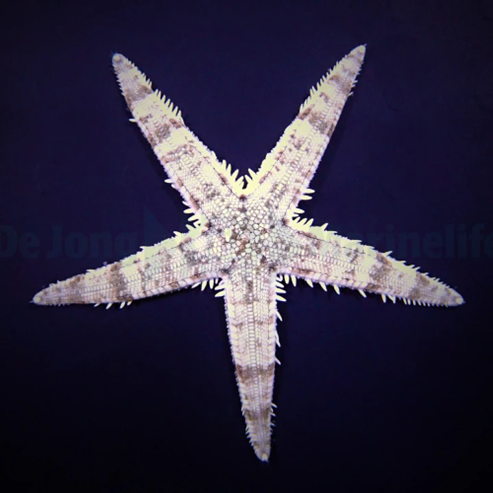 Archaster Typicus 1