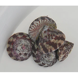 Trochus Histrio