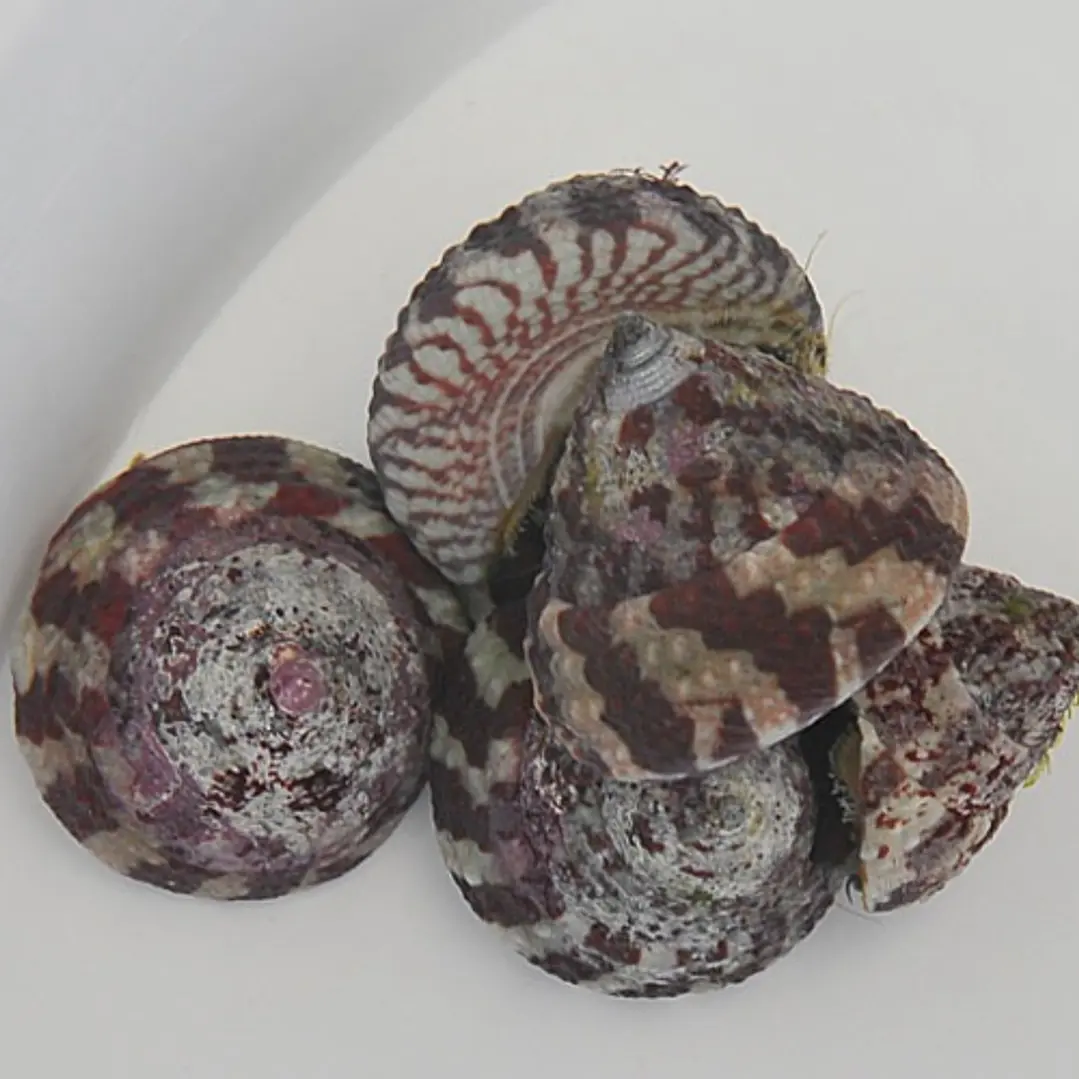Trochus Histrio 1