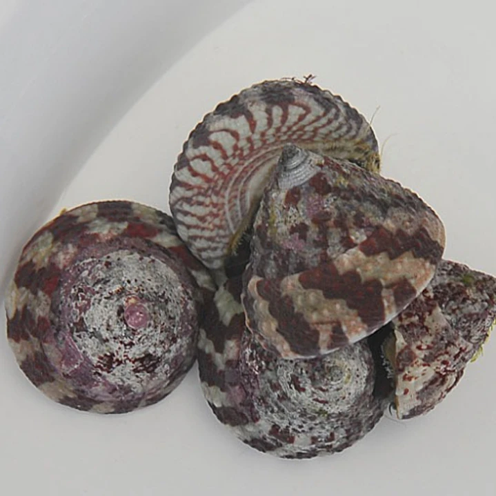 Trochus Histrio 1