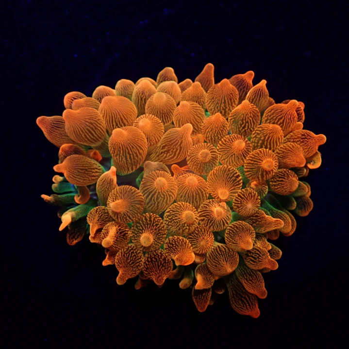 Entacmaea Quadricolor 1