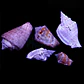 Strombus Luhanus - Thumbnail 1