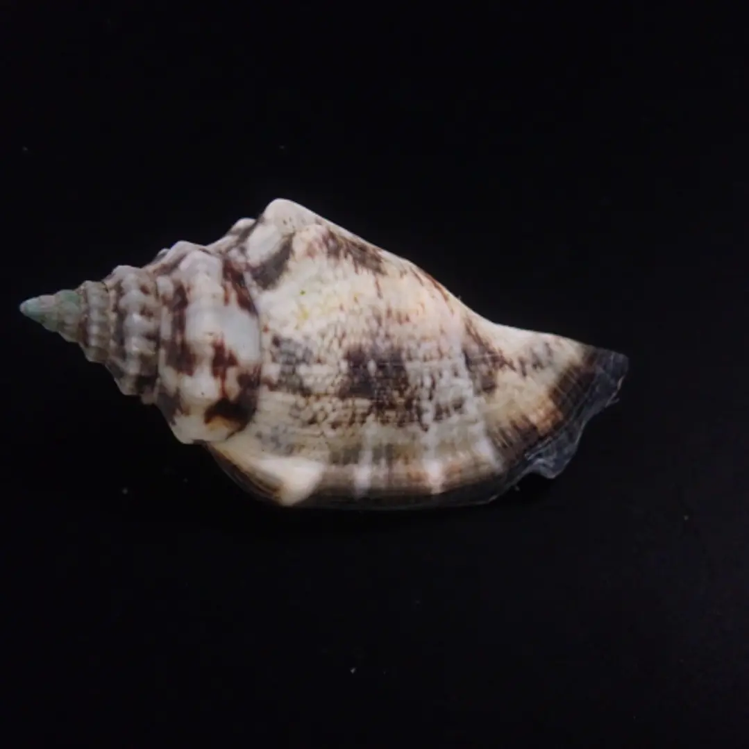 Strombus Luhanus 2