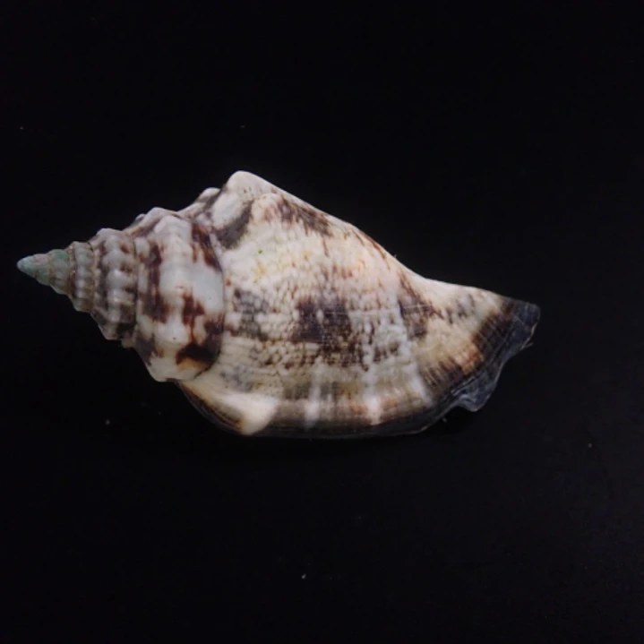 Strombus Luhanus 2