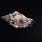Strombus Luhanus - Thumbnail 2