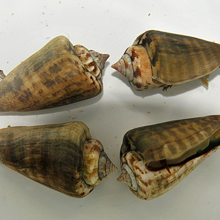 Strombus Luhanus 3