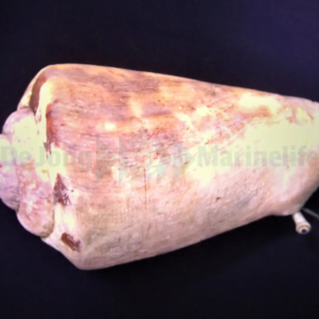 Strombus Luhanus 4