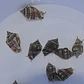 Strombus Luhanus - Thumbnail 5