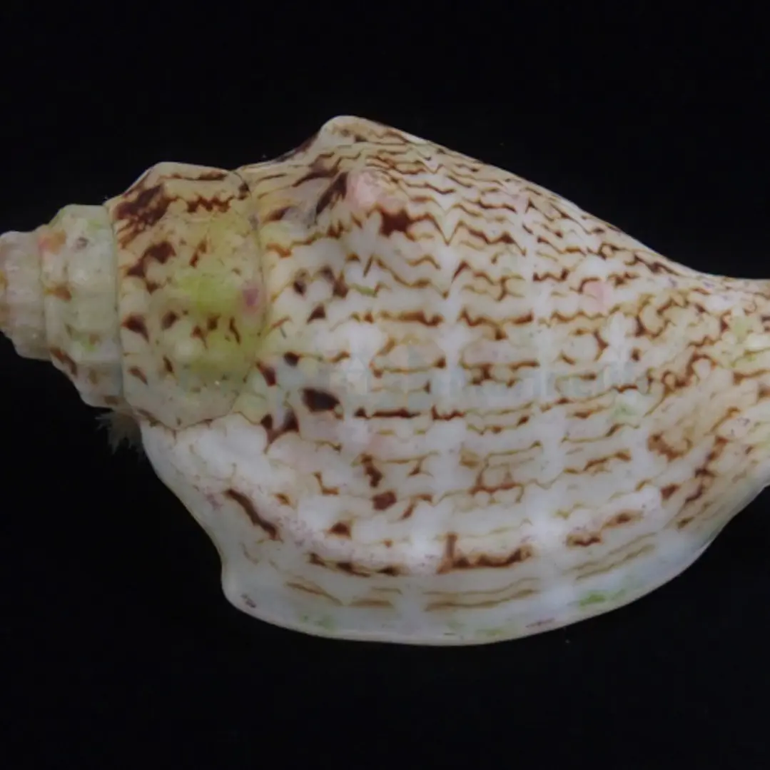 Strombus Luhanus 6