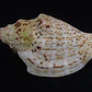 Strombus Luhanus - Thumbnail 6