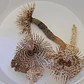 Sabellastarte spp - Thumbnail 3