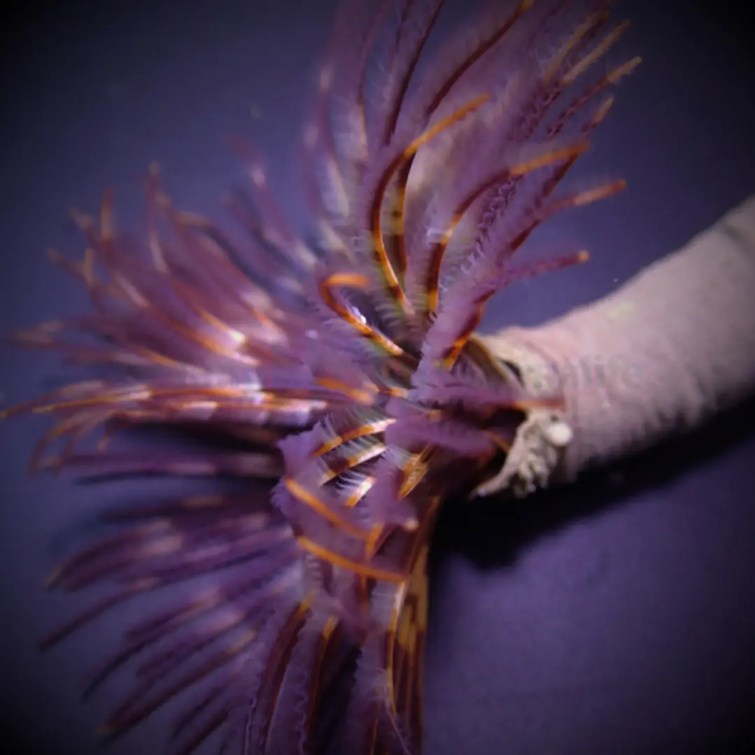 Sabellastarte spp 2