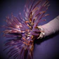 Sabellastarte spp - Thumbnail 2