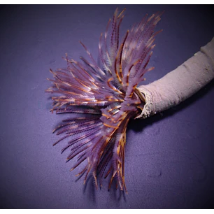 Sabellastarte spp