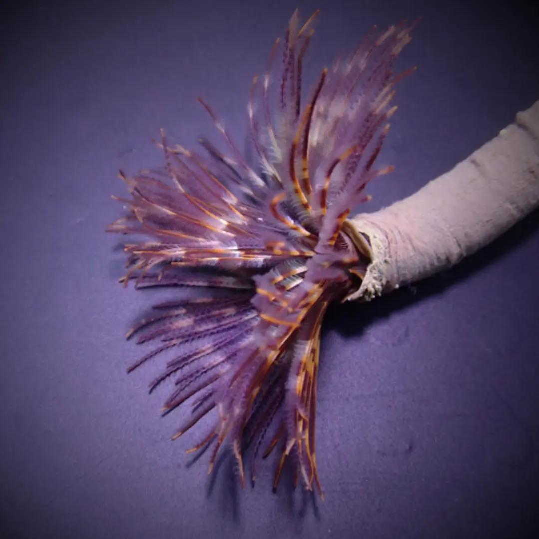 Sabellastarte spp 1