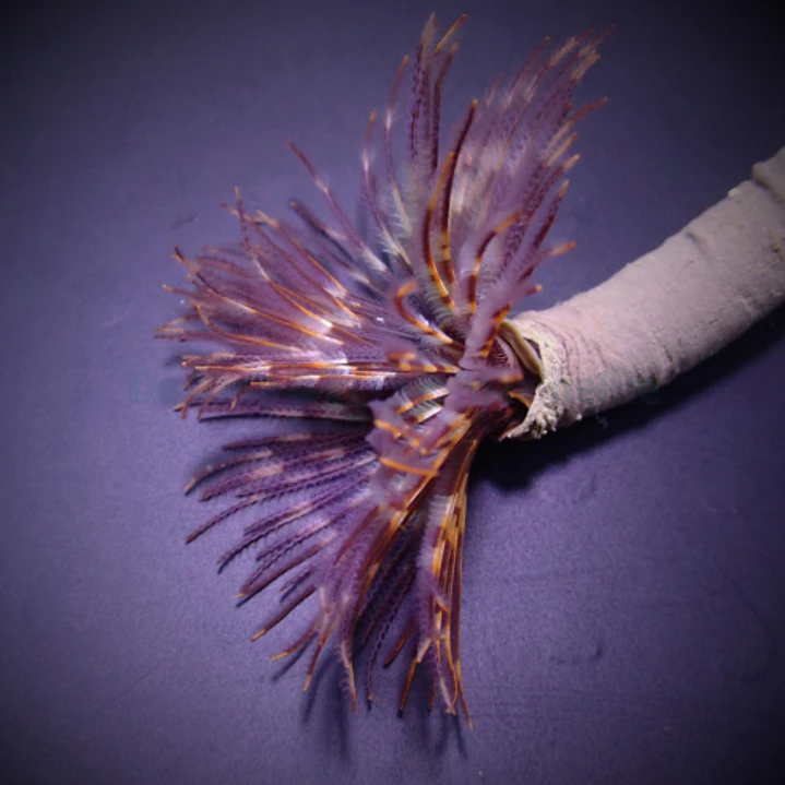 Sabellastarte spp 1