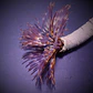 Sabellastarte spp - Thumbnail 1