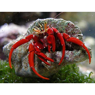 Paguristes Cadenati
