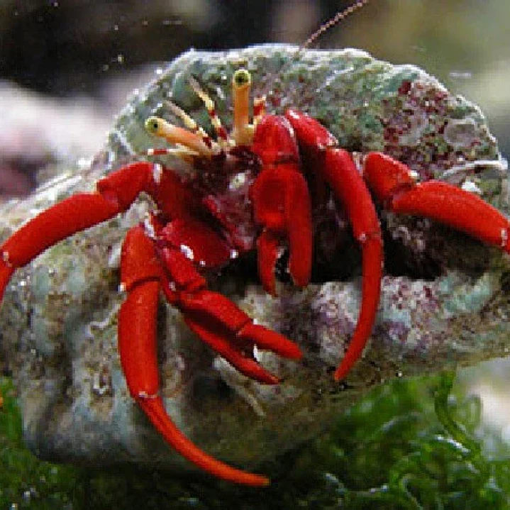Paguristes Cadenati 1