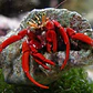Paguristes Cadenati - Thumbnail 1
