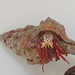 Paguristes Cadenati - Thumbnail 3