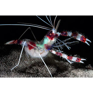 Stenopus Hispidus