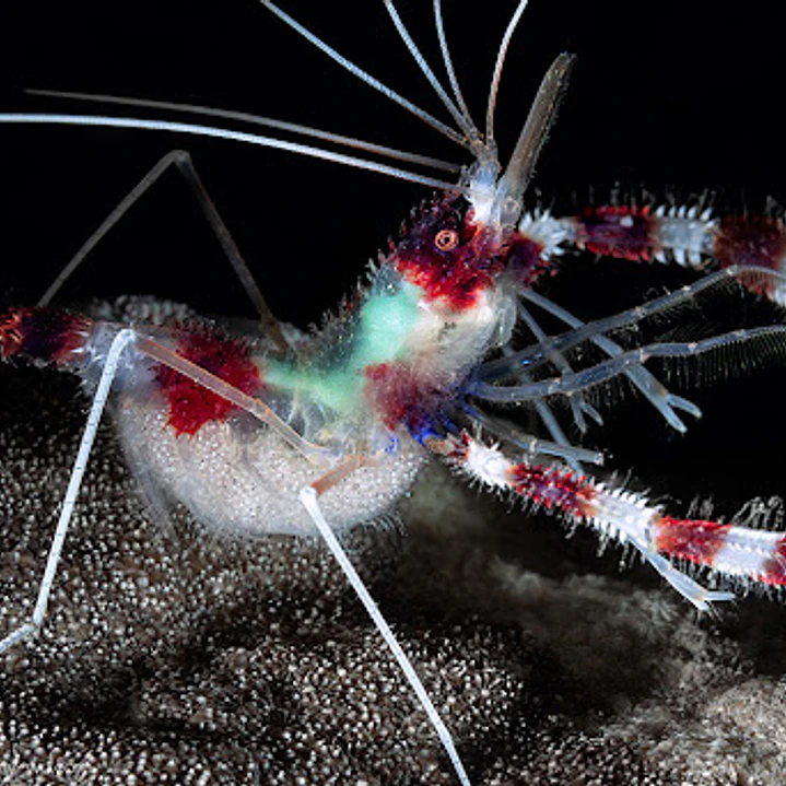 Stenopus Hispidus 1