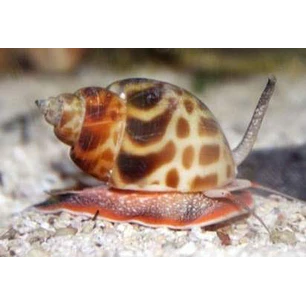 Babylonia Formosae