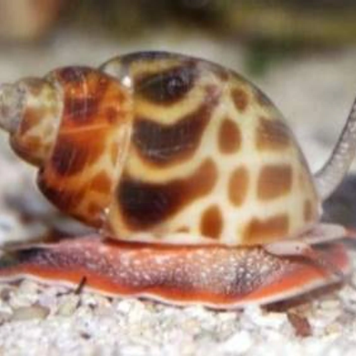 Babylonia Formosae 1