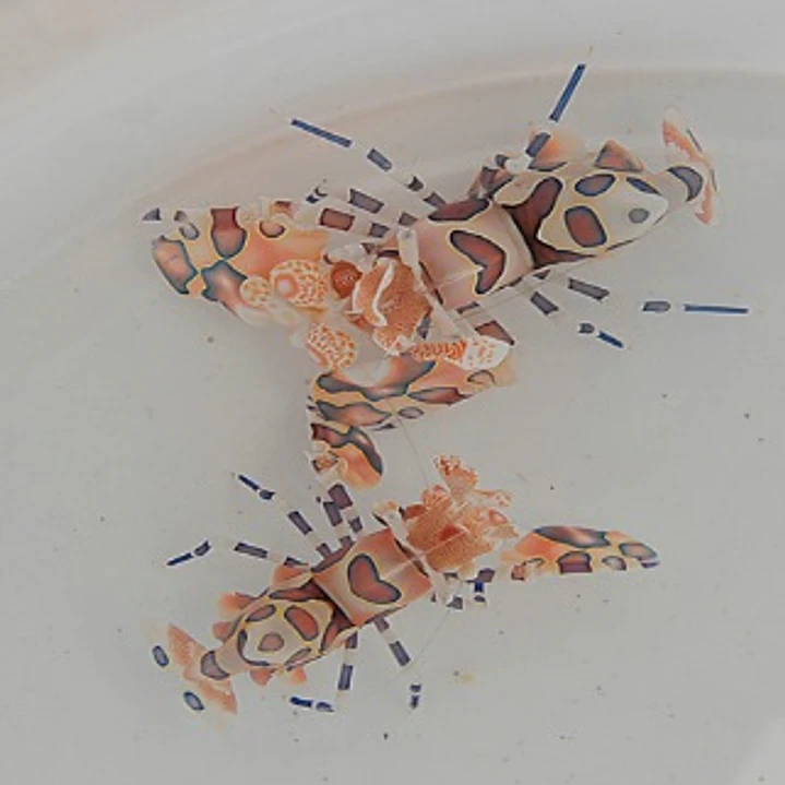 Hymenocera Picta 2