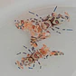 Hymenocera Picta - Thumbnail 2