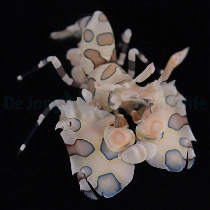 Hymenocera Picta 1