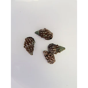Cerithium