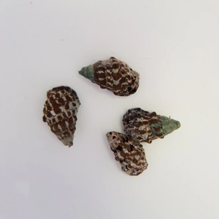 Cerithium 1