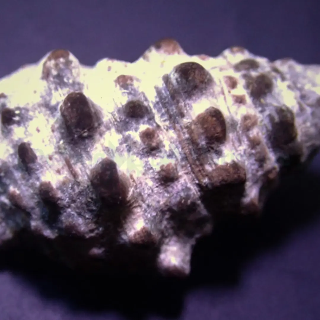Cerithium 2