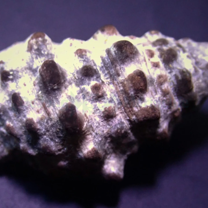 Cerithium 2