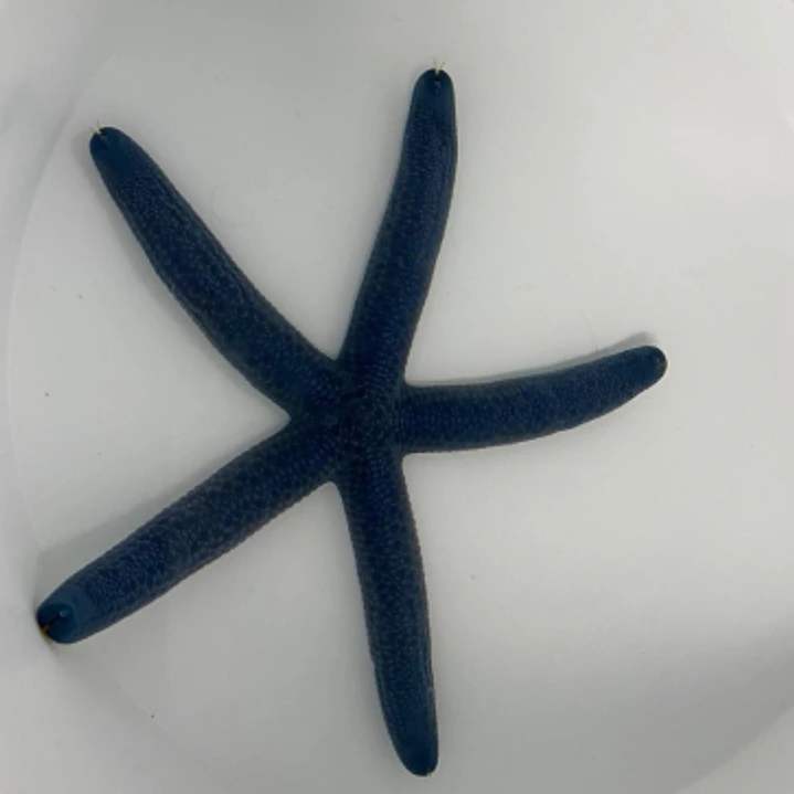 Linckia Laevigata 2