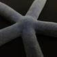 Linckia Laevigata - Thumbnail 3