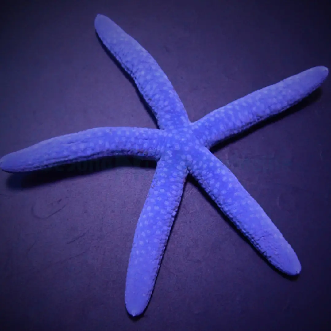 Linckia Laevigata 1