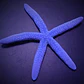 Linckia Laevigata - Thumbnail 1