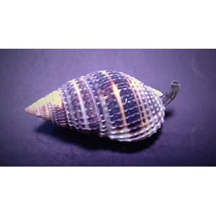 Nassarius vibex