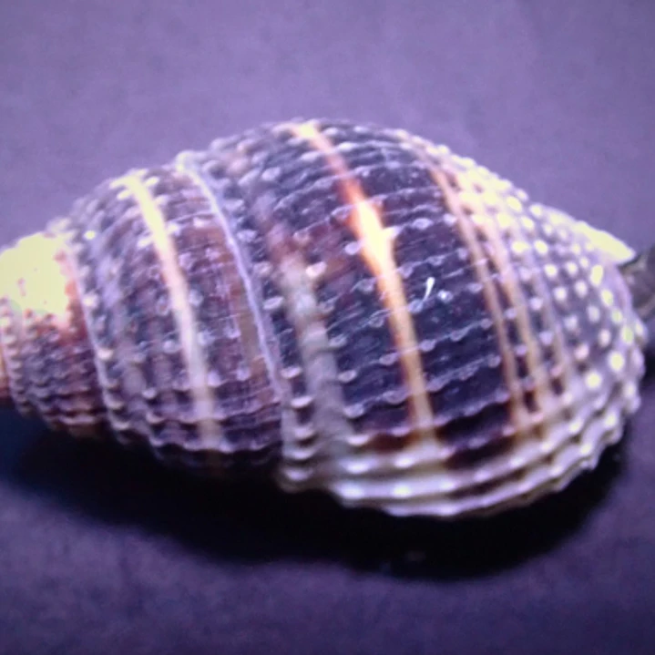 Nassarius vibex 1