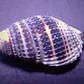 Nassarius vibex - Thumbnail 1