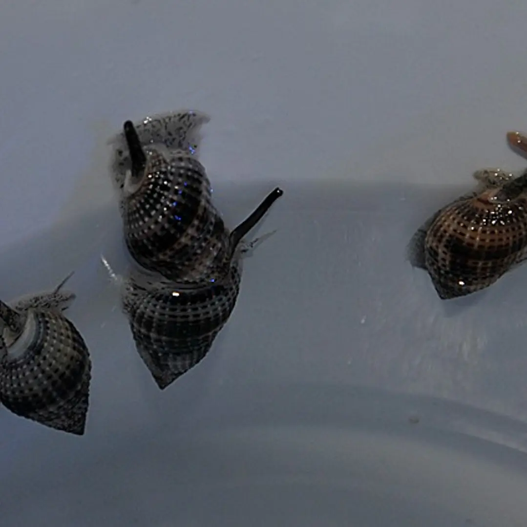 Nassarius vibex 2