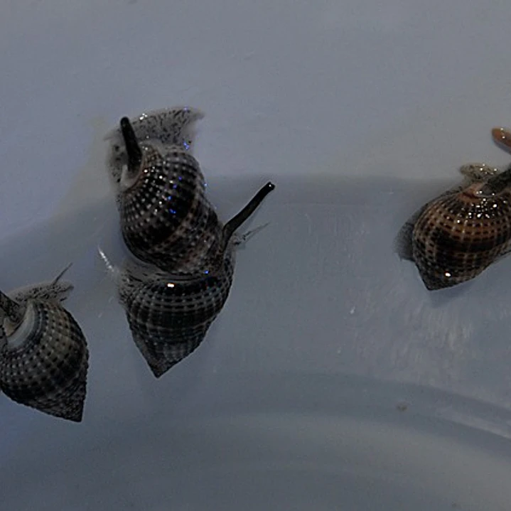 Nassarius vibex 2