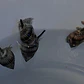 Nassarius vibex - Thumbnail 2