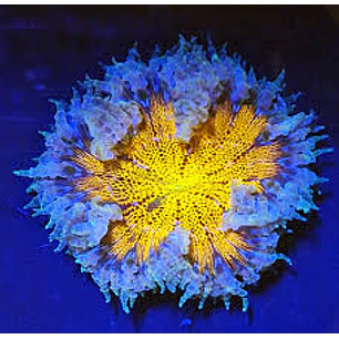 Rockflower yellow